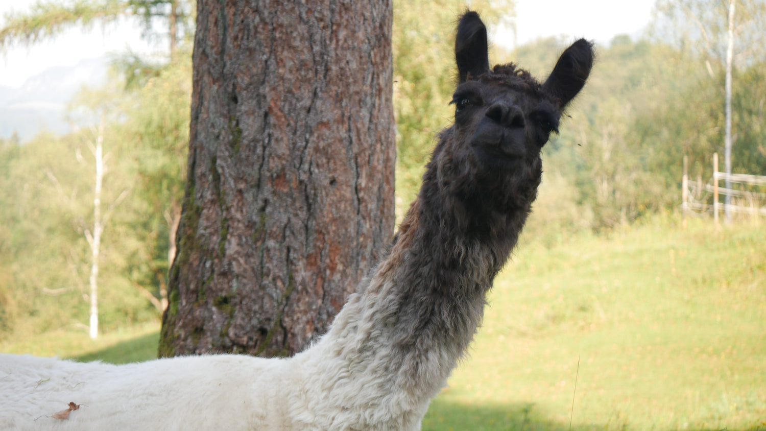 Sitzendes Lama Paulina sieht direkt in die Kamera. Im Hintergrund ein Baumstamm.